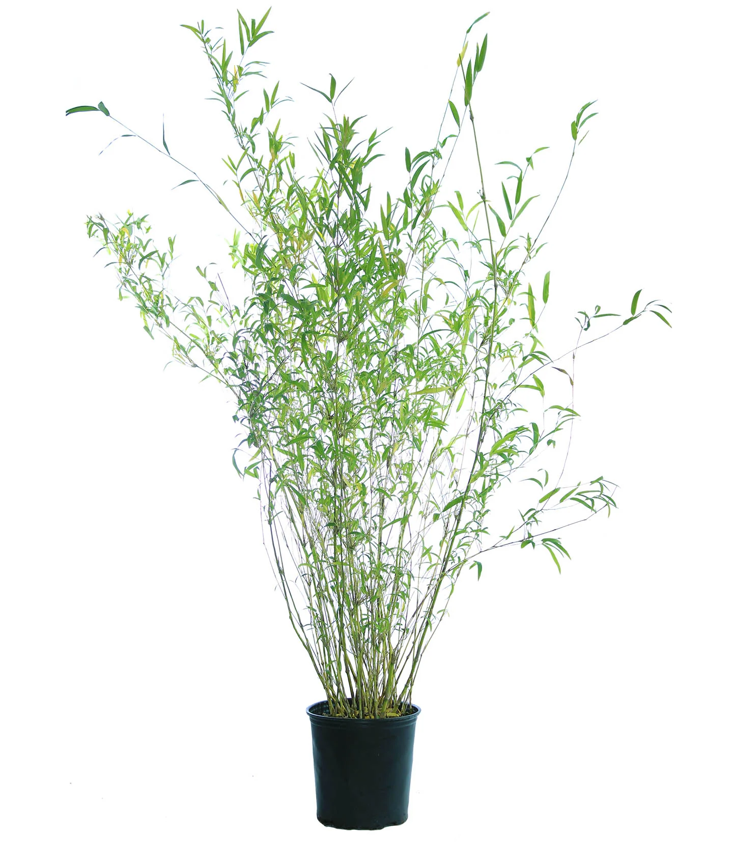 Bambusa textilis (Weaver's Bamboo)